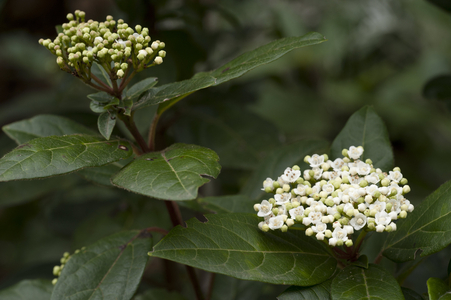 Viburnum tinus/Laurier-tin/Voirne-tin/Fatamot/Laurustinus