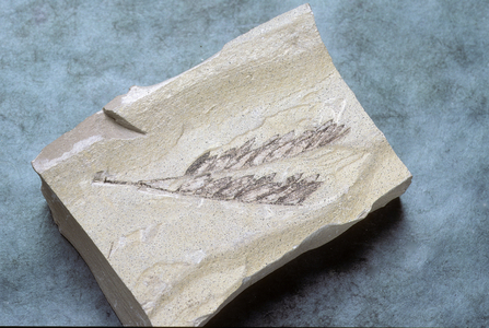 Fossil/Mimosa Leaf/Acacia sp./65 M A