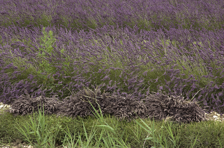 Lavendula x intermedia/Lavandin