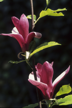 Magnolia liiflora/Magnolia quinquepeta/Lily-blossomed Magnolia/Purple-flowered Magnolia/Purple-flowered Magnolia