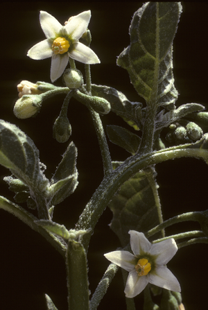 Solanum nigrum/Black nightshade