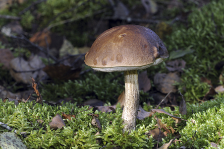 Leccinum scabrum/Rough bolet