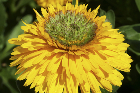 Calendula officinalis/Marigi officinal 'Fiesta gitana'