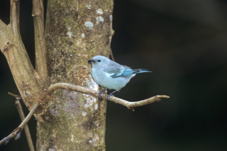 Thraupis episcopus/Eveque Tangara/Blue Grey Tanager