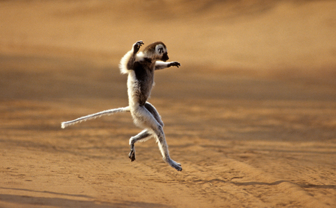 Propithecus verreauxi/Glass Propitheque's Sifaka