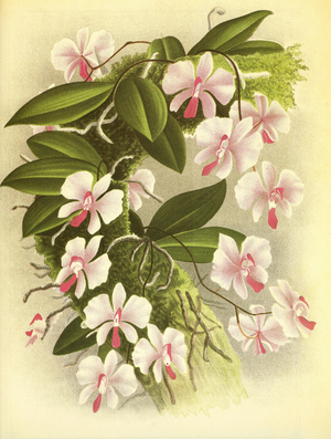 Botanical board/Phalaenopsis lowi/Lindenia