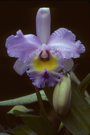Brassolaeliacattleya 'Thalie'/BLC