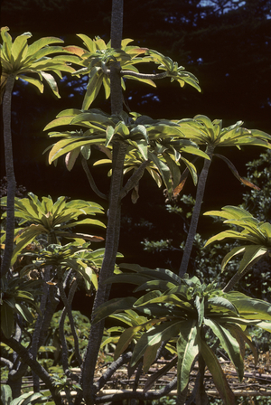 Dendrosis littoralis