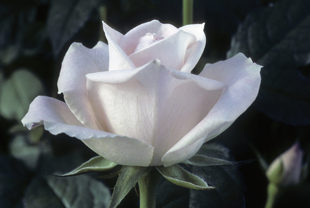 Rosa x/Rose 'Cindy de Meilly'