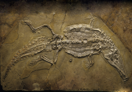 Fossil of the limestone quarries of Cerin/Upper Jurassic/Crocodileimus robustus/Crocodile/Museum of Natural History of Lyon/Marchamp/Ain/Rhone Alps/France