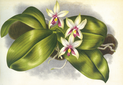 Botanical board/Phalaenopsis violacea/Lindenia