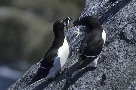 Alca torda/Penguin torda/Little Penguin/Razorbill