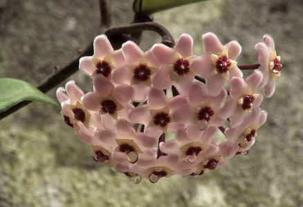 Hoya carnosa/Hoya fleshy