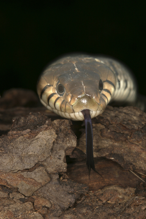 Natrix natrix/Necklace Snake/Ringed Snake
