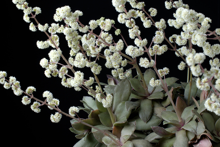 Crassula orbicularis subsp. rosularis/Crassule