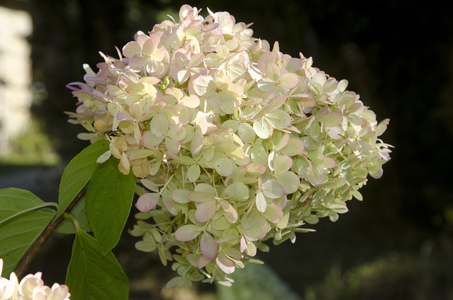 hydrangea paniculata/Hydrangea 'LimeLight'