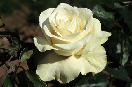 Rosa x/Pink 'White comet'
