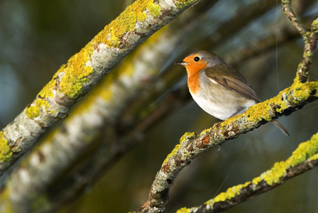 Erithacus rubecula/Red Throat/Red Throat/European Robin