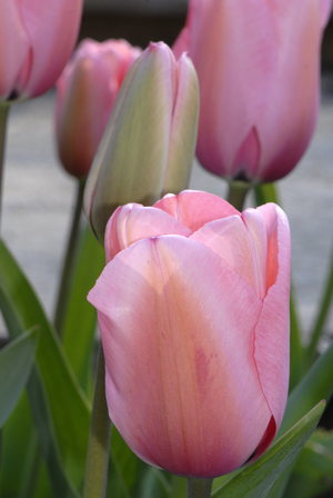 Tulipa x/Triumph Tulip 'Peerles Pinks'