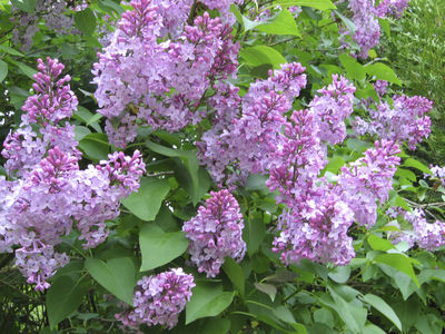 Syringa vulgaris/Common lilac