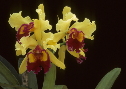 x Laeliocattleya 'Andre Baumann'