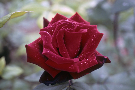 Rosa x/Pink 'Big Chateau'