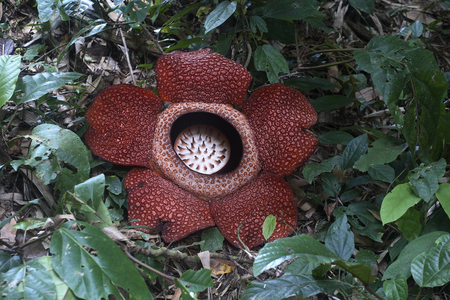 Rafflesia arnoldii/Rafflesie