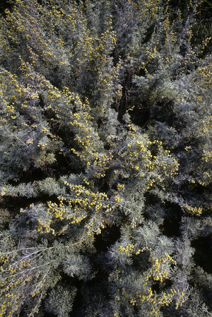 Artemisia alba/Sagebrush camphree