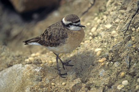 Charadrius tricollaris/Triple-necked Gravelot/Triple-necked Plover/Three Banded Plover