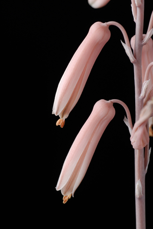Aloe deltoideodonta/Aloe
