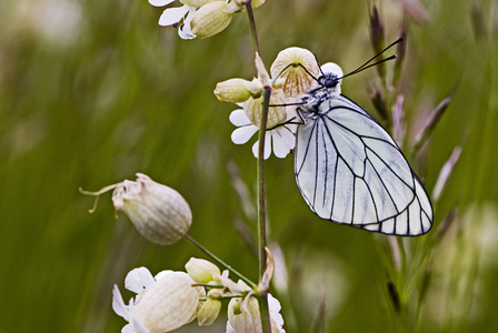 Aporia crataegi/Gauze/Pieride de l'aubepine/Black Veined White