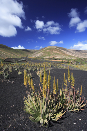 Aloe vera barbadensis/Aloe true miller/Culture in the Canary Islands