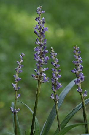 Muscari liriope