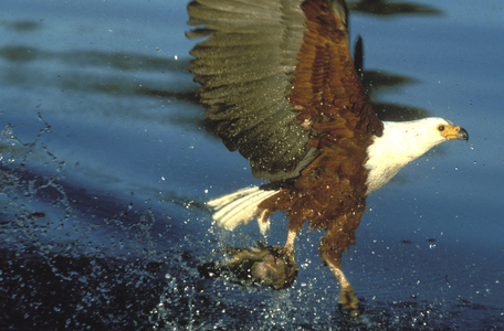 African fishing eagle/Haliaeetus vocifer/African fish eagle
