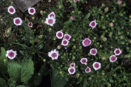 Felicia Heterophylla 'The Rose'