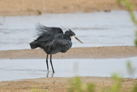 Egreta gularis/White-throated Egret/Reef Egret/Western Reef-Egret