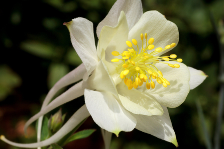 Aquilegia x/Ancolia 'Kristall'/Columbine