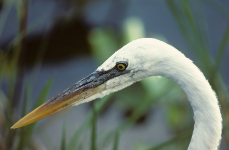 Casmerodius albus/Great Egret