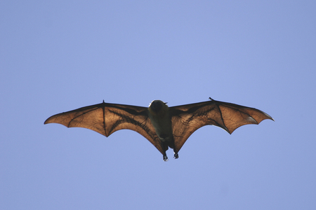 Pteropus scapulatus/Redhead/Flying Fox/Little red flying fox