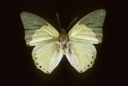 Eupal charaxes
