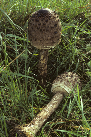 Macrolepiota procera/Lepiote/Coulemelle/Parasol/Couleuvree/Cat Nose/Ring Knight