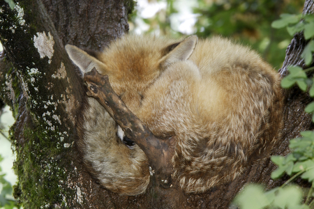 Vulpes vulpes/Red Fox/Red Fox