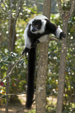 Varecia variegata variegata/Maki vari black and white/Ruffed Lemur