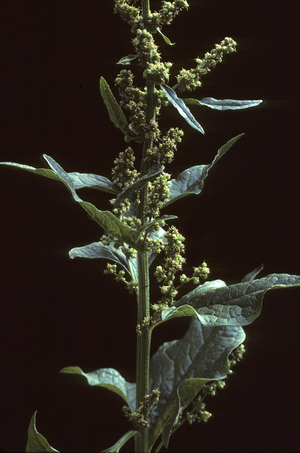 Chenopodium bonus henricus/Chenopode bon Henri/Goosefoot