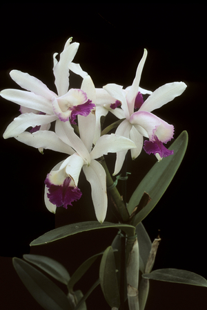 Cattleya intermedia