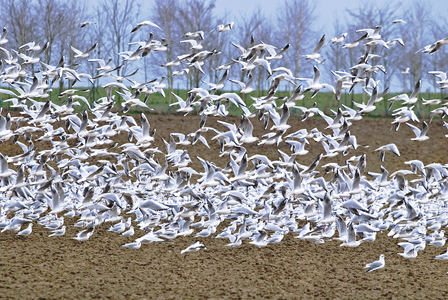 Larus ridibundus/Black Headed Gull/Black Headed Gull