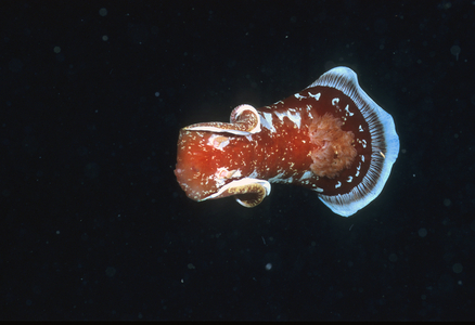 Hexabranchus sanguineus/Spanish dancer