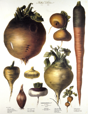 Vimorin board/Old vegetables/Yellow beet/Finnish yellow turnip/Long red carrot with green collar/Rutabaga cabbage/Round parsnip/Spanish sulfur onion/Pear onion/Flat red turnip/Very hative yellow radish