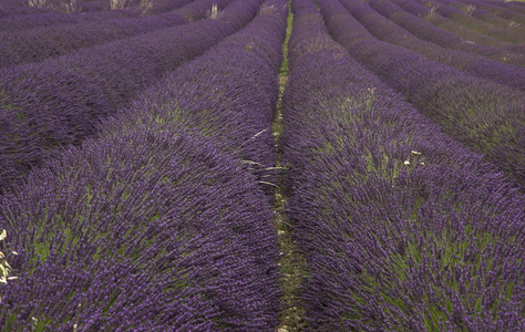 Lavendula x intermedia/Lavender/Lavender/Lavender