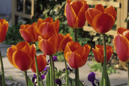 Tulipa x/Tulip 'Jimmy'/Group: Triumph/Myosotis sp.